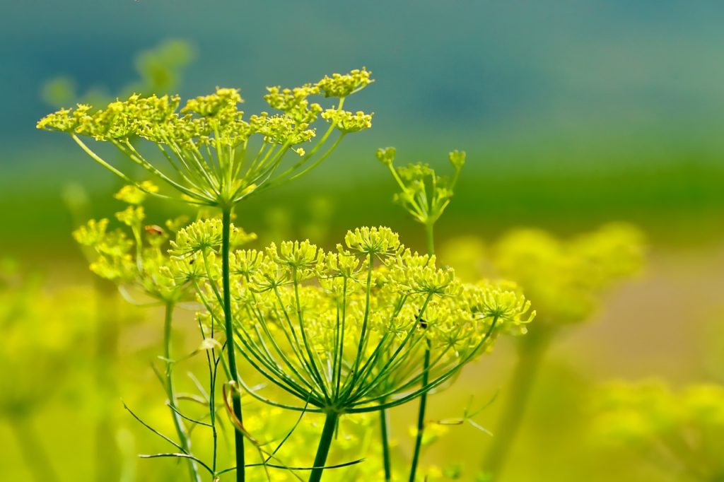 fennel, yellow, flowers-