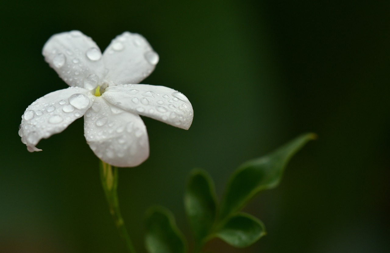 jasmin, jasmine flower, white-3617678.jpg