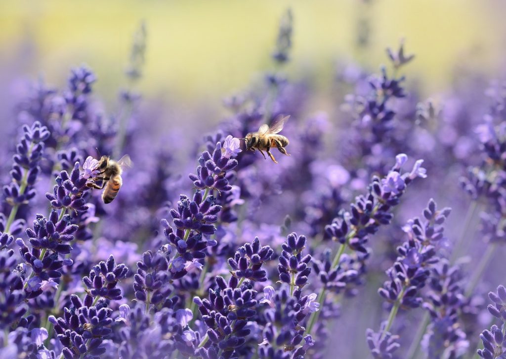 lavenders, bees, pollinate-1537694.jpg