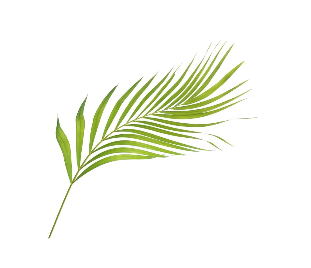 palm, leaf, leaves-4284595.jpg
