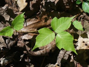 poison ivy, plant, leaves-1652109.jpg