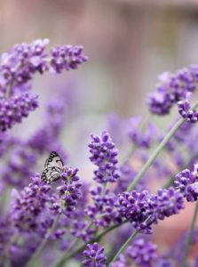 butterfly, lavender, pollination-5256271.jpg