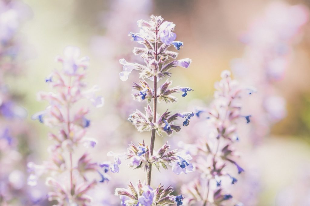 lavender, flowers, plant-5256297.jpg