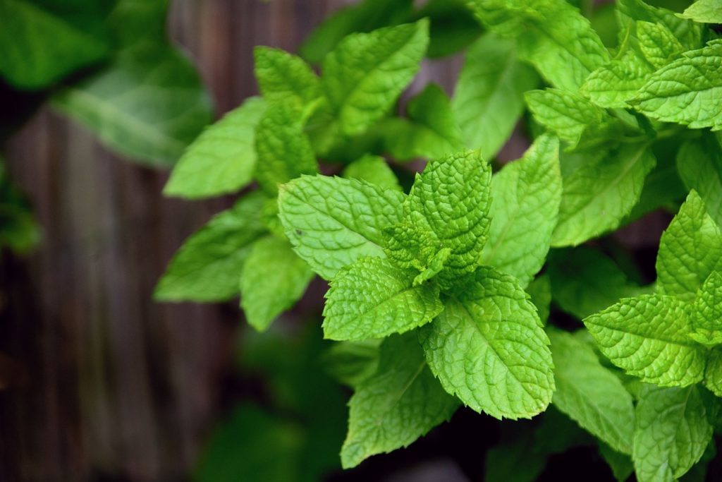 mint, peppermint, herbs-