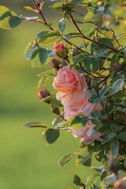 bush, rose bush, roses, pink, rose petals, climbing rose, rose branch, blossoms, bud, backlighting, nature