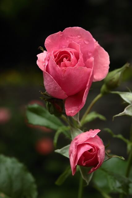 rose, rose flower, pink rose, pink flower, blossom, bloom, bud, garden, nature